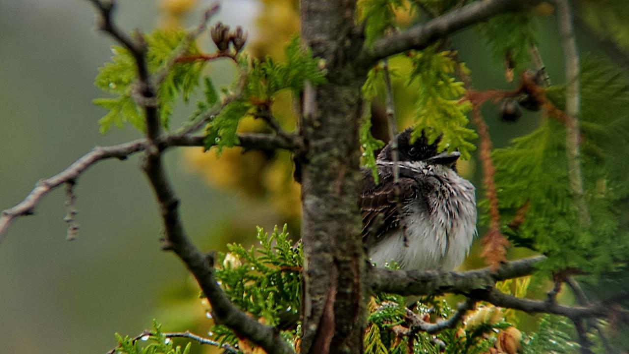 An Eastern Kingbird photographed in the University Green Network at Trent University