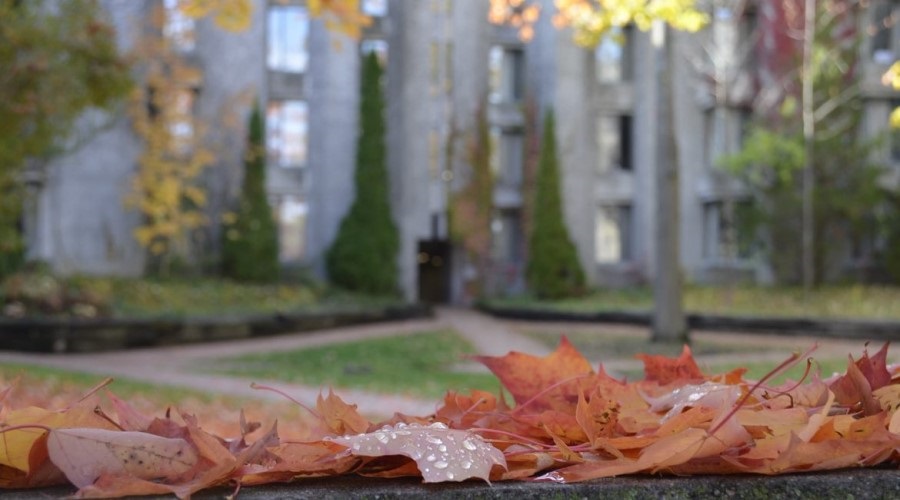 Leaves by Champlain