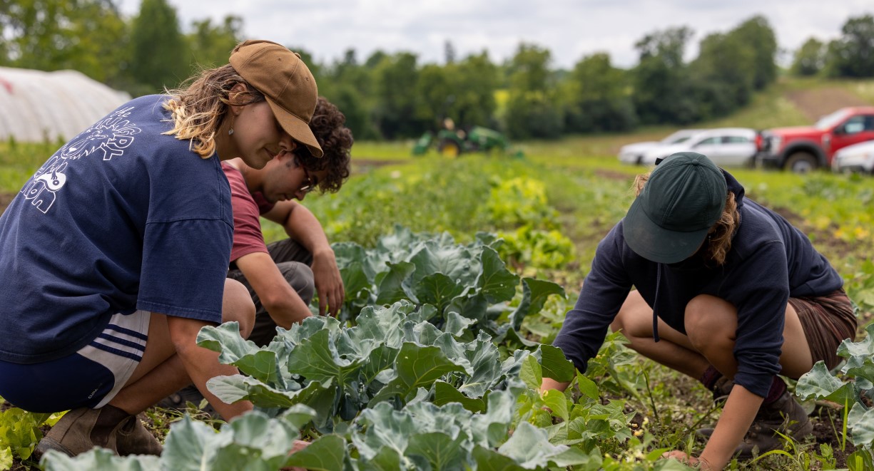 Three people farming