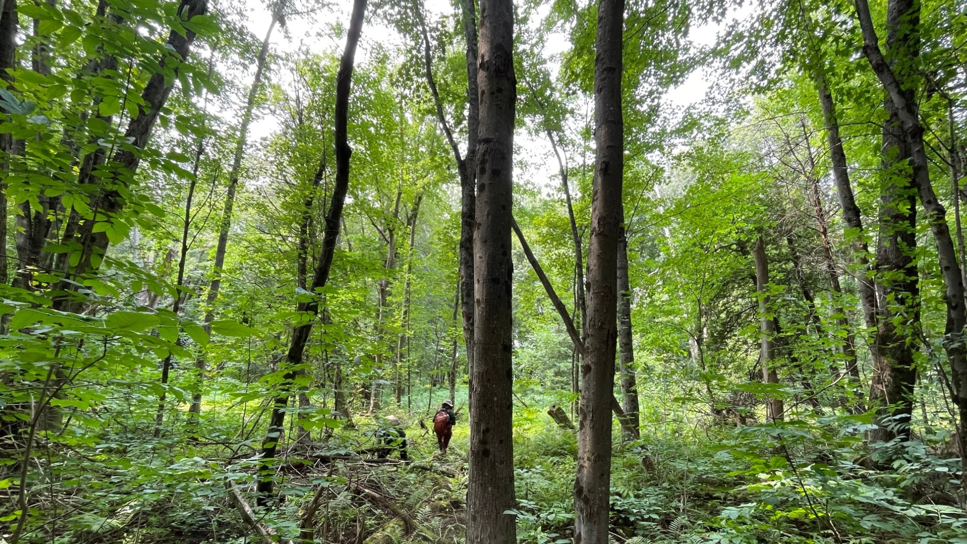 TD Bank Group Conservation